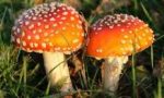 Attenti ai funghi raccolti...