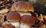 Attenti ai funghi velenosi, riprende il servizio dell'Asl per la consulenza