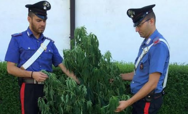 Sul cellulare le foto della pianta di marijuana, nei guai minorenne