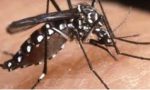 Zanzare Tigre in aumento nell'ultima settimana di agosto