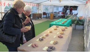 Le patate di montagna in mostra