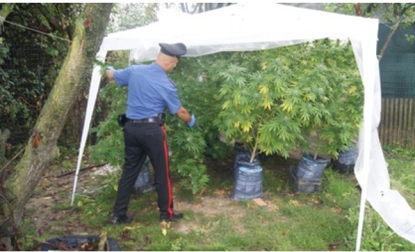 Trentenne coltivava marijuana: arrestato