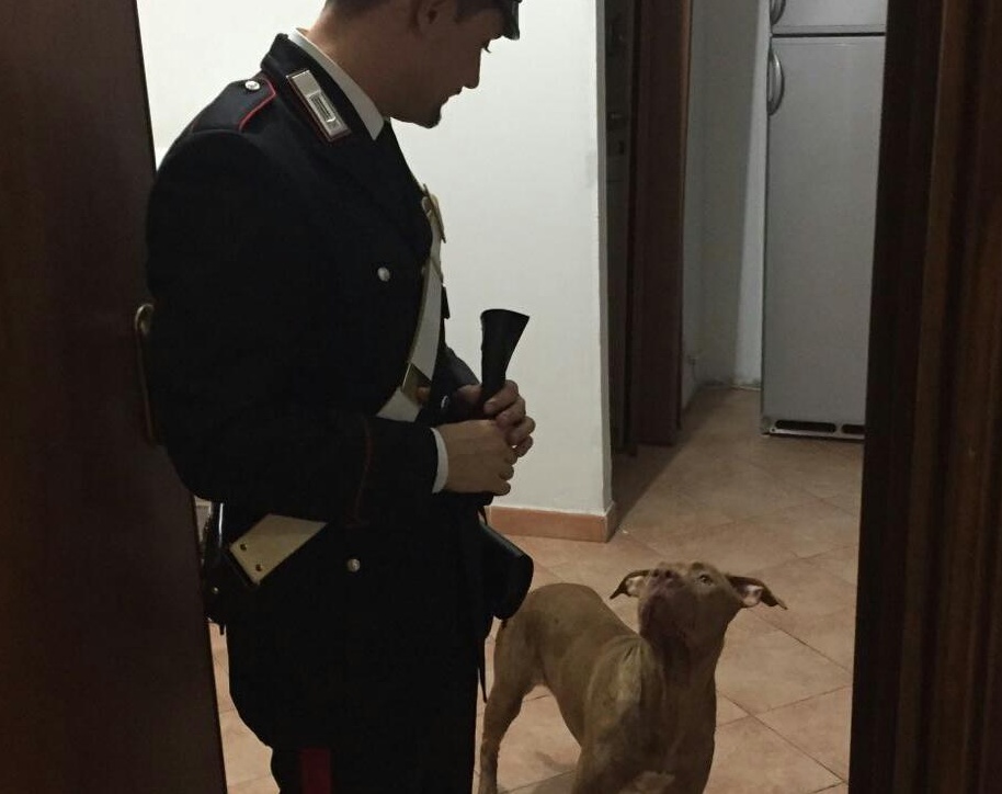 Ha chiuso per un giorno il cane sul balcone senza cibo e con la museruola: denunciata