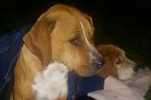 Cuccioli abbandonati in autostrada