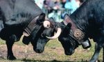 Tavagnasco ospita le "reines" del Piemonte