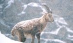 Nel Parco del Gran Paradiso tutelare la fauna dai botti di Capodanno