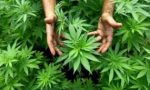 Sì alla cannabis per uso  medico anche nelle farmacie
