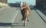 Abbattuto il cavallo coinvolto in un incidente stradale