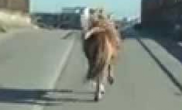 Abbattuto il cavallo coinvolto in un incidente stradale