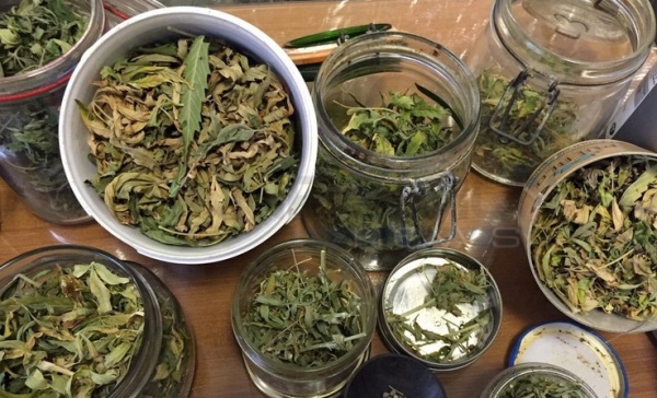 Madre, padre e due figli coltivavano marijuana: arrestati