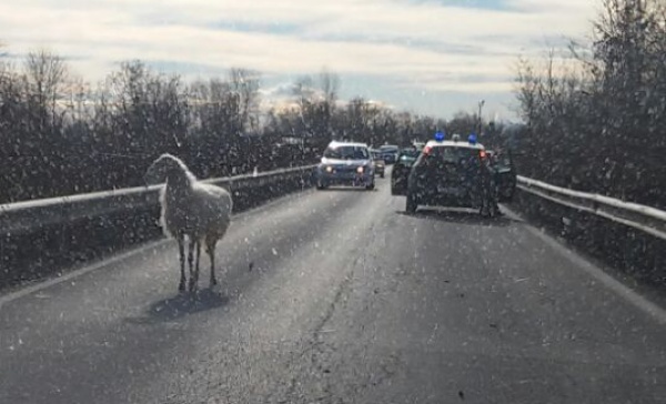 Una pecora ha mandato in tilt il traffico