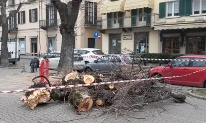 Albero cade in centro a Rivarolo, nessun ferito