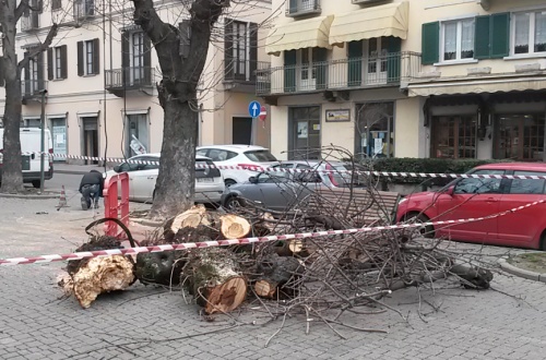 Albero cade in centro a Rivarolo, nessun ferito