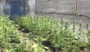 Elettricista 50enne ruba la corrente  per coltivare la marijuana
