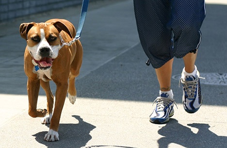 Area cani: basta sporcizia e incuria, arrivano i volontari