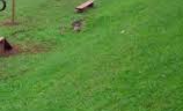 Lite tra cani, chiusa l’area di sgambamento