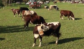 Torna la Fiera agricola primaverile di Castellamonte