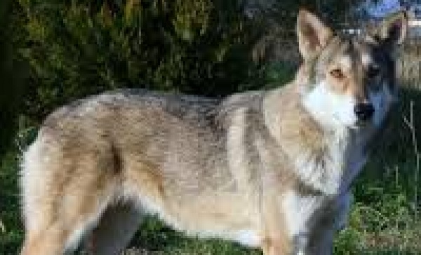 Cane giù dal 5° piano: spaventato dai rumori