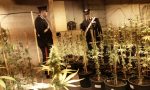 I carabinieri scoprono e chiudono una fabbrica di marijuana, due arresti
