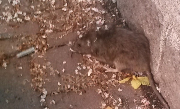 Topi in pieno centro città a Rivarolo