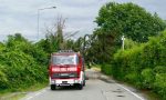 Cade un albero in via Fabbriche