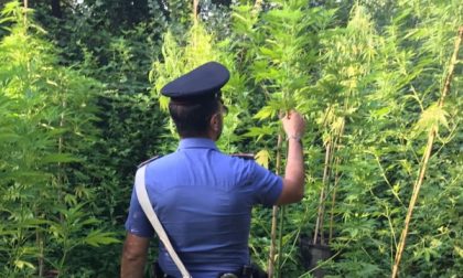 Carabinieri scoprono una piantagione marijuana a Val di Chy