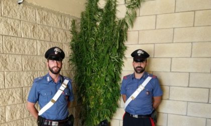 Arrestato impiegato con  136 piante di marijuana