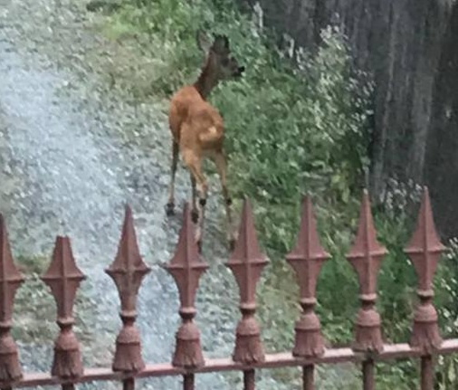 Corio: cucciolo di capriolo corre in pieno centro, tra le auto