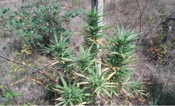 Nel vigneto al posto dell’uva… marijuana!