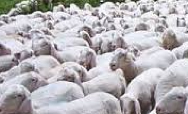 Non sempre sono i lupi a sbranare le pecore…