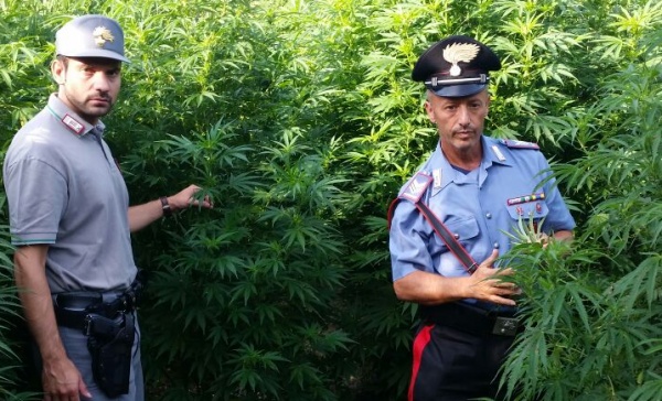 Scoperta  “super” piantagione di marijuana  (AGGIORNAMENTO – VIDEO)