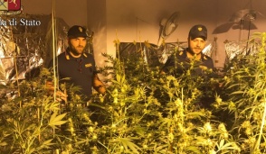 Consuma più di 3mila euro in energia elettrica in pochi mesi: beccata coltivare  marijuana in casa