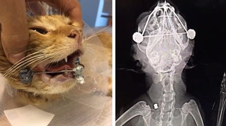 Morto il gatto a cui hanno sparato in frazione Salto