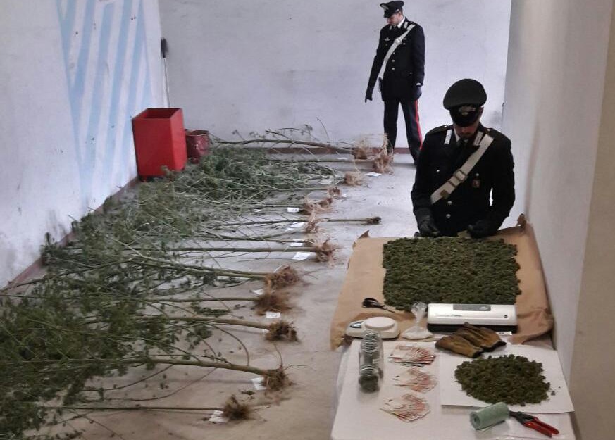 Coltiva marijuana nei boschi operaio arrestato