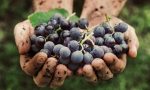 Vendemmia 2024, produzione in calo del 50%