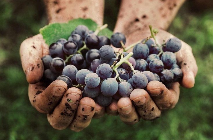 Grande successo per Vendemmia a Torino