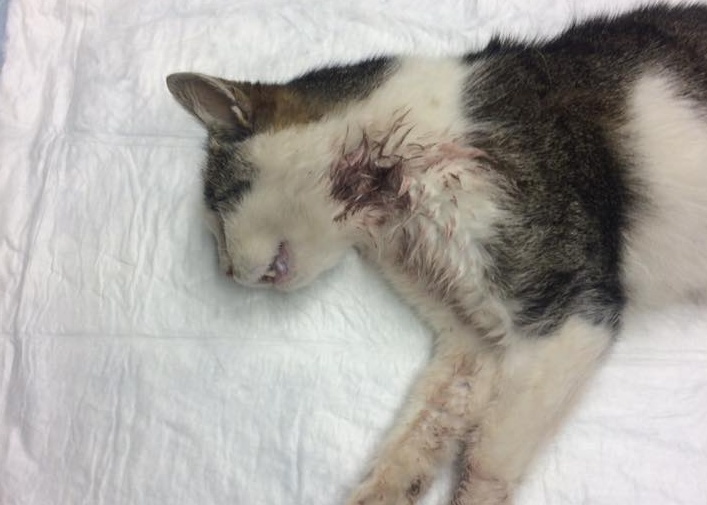 Maltrattamenti contro i gatti, l’appello del sindaco