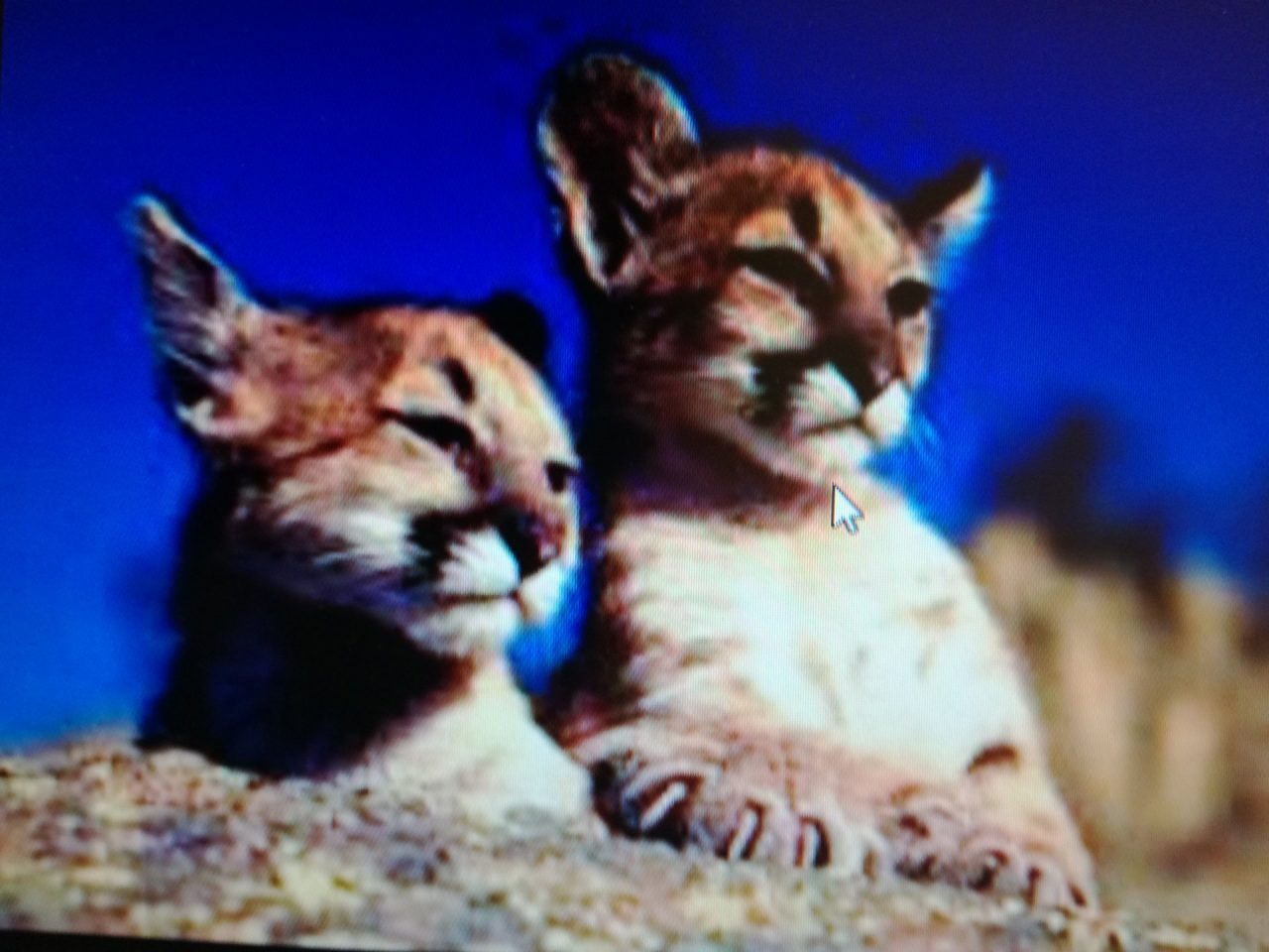 Come gatti due puma maxi multa