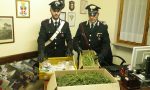 DROGA Arrestato cuorgnatese che nascondeva due chili di marijuana | VIDEO