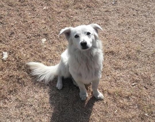 Cane di piccola taglia cerca casa