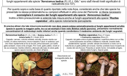 Funghi radioattivi a Meugliano
