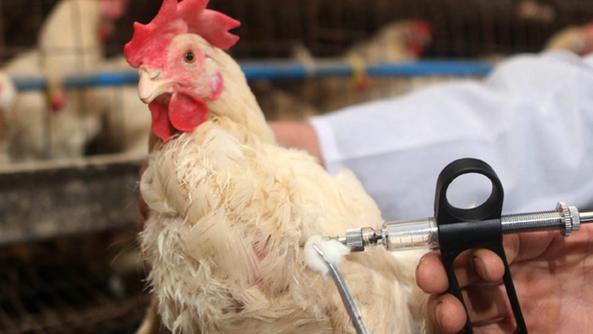 Influenza aviaria anche in Piemonte