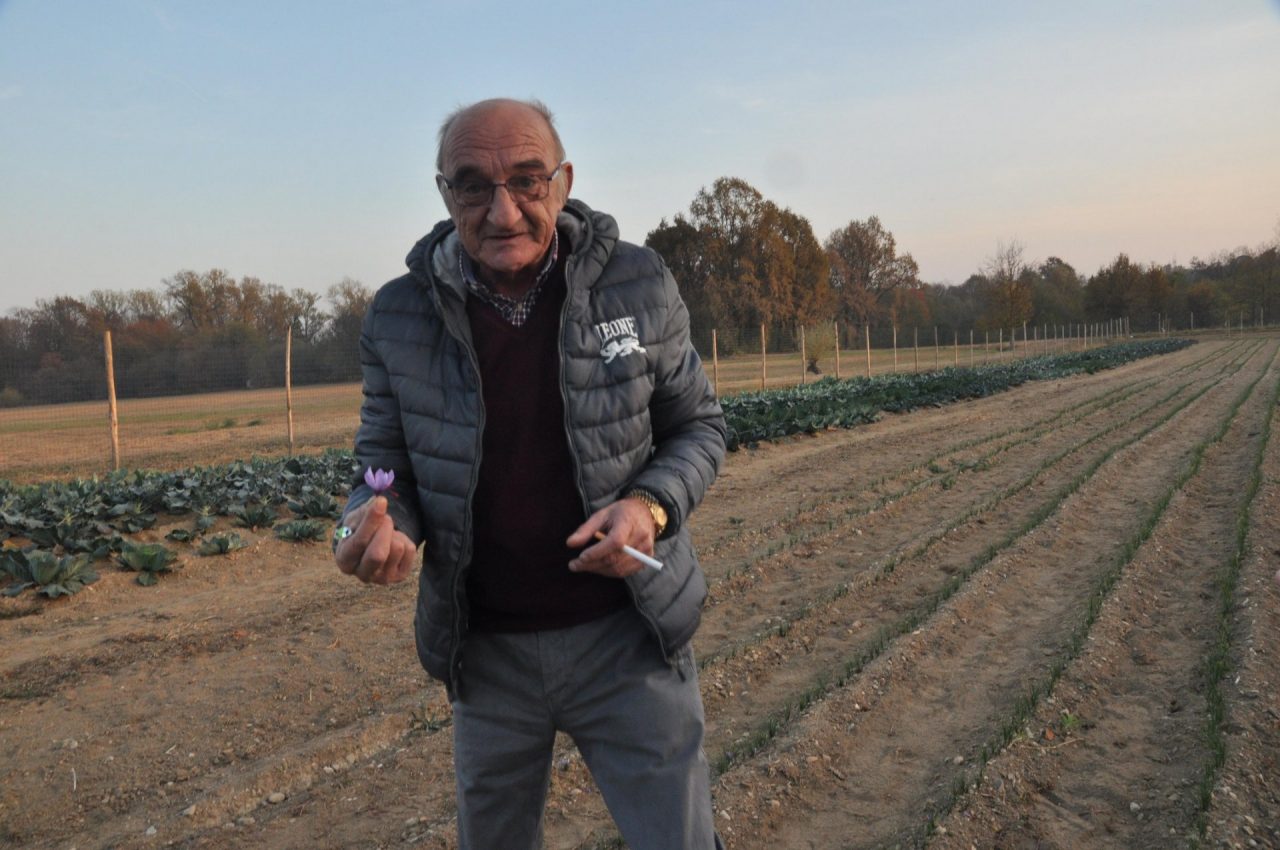 Rocca prima piantagione zafferano del Canavese