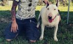 Raccolta firme Sid per far tornare a casa il Bull Terrier