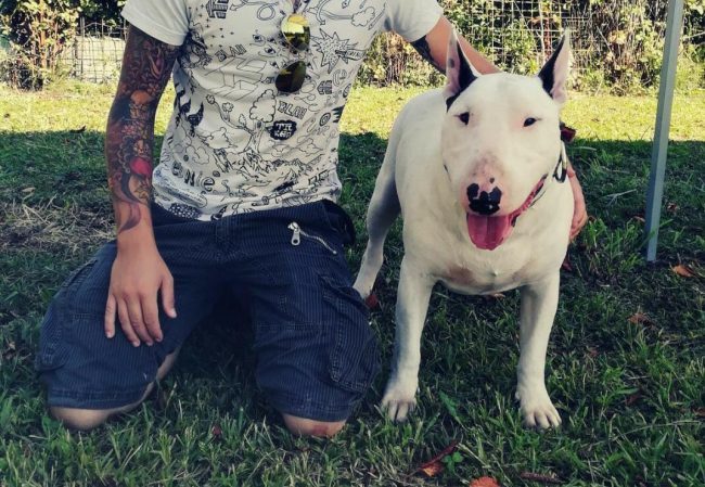 Raccolta firme Sid per far tornare a casa il Bull Terrier
