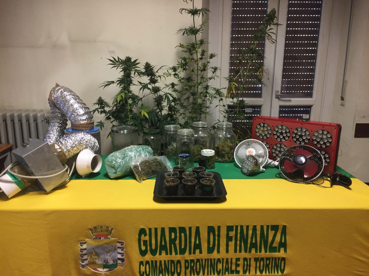 Piantagione di Cannabis in casa giovane nei guai