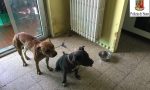 Sette cani abbandonati in casa, donna denunciata