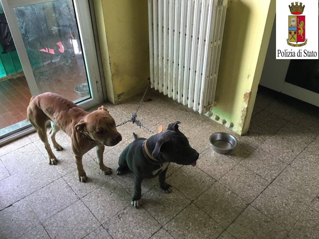 Sette cani abbandonati in casa, donna denunciata