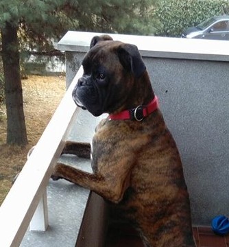 Boxer Elvis folgorato più sicurezza