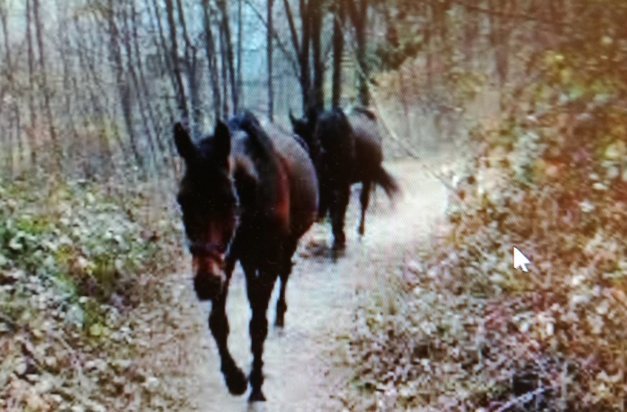 Rubato vecchio cavallo: mistero in Valle
